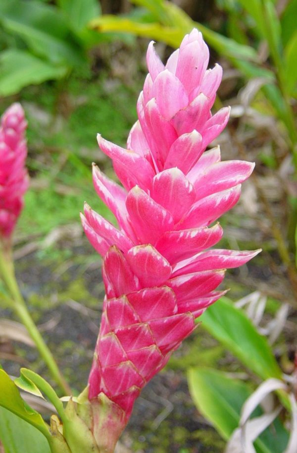 pink ginger flower 1