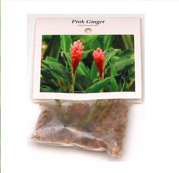 pink ginger plant root new3