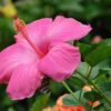 Pink Hibiscus