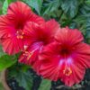 Red Hibiscus