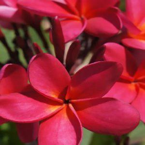 red plumeria flowers