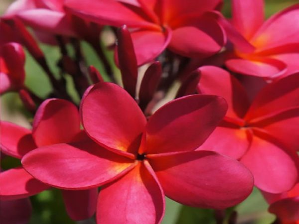 red plumeria flowers