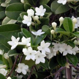 jasmine plant