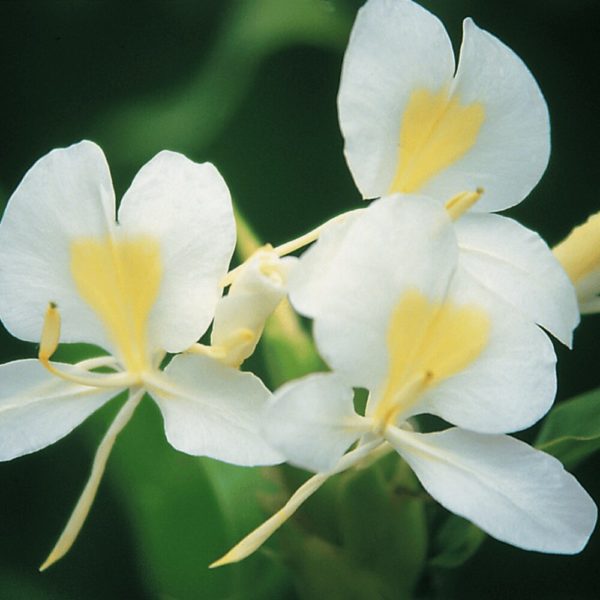 white ginger flower 2