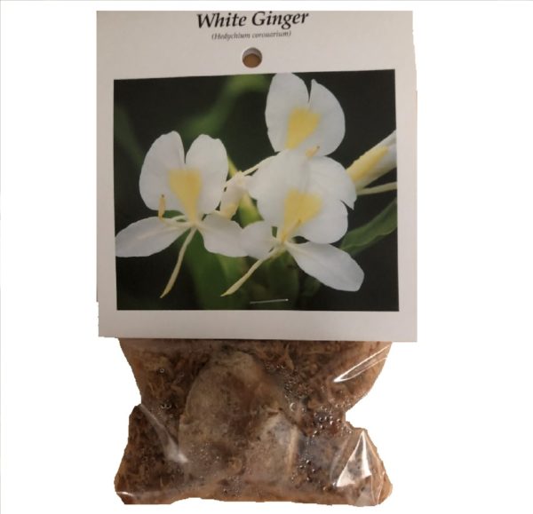 white ginger plant root new5