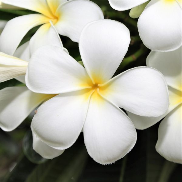 white hawaiian plumeria flower lrg5