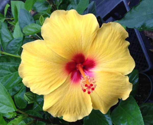 yellow hibiscus flower 1