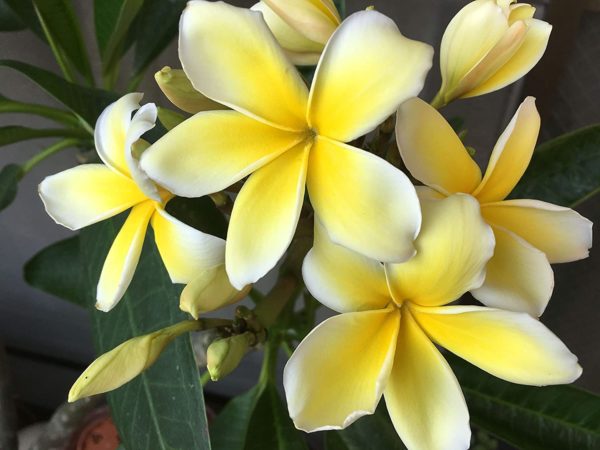 yellow plumeria flowers
