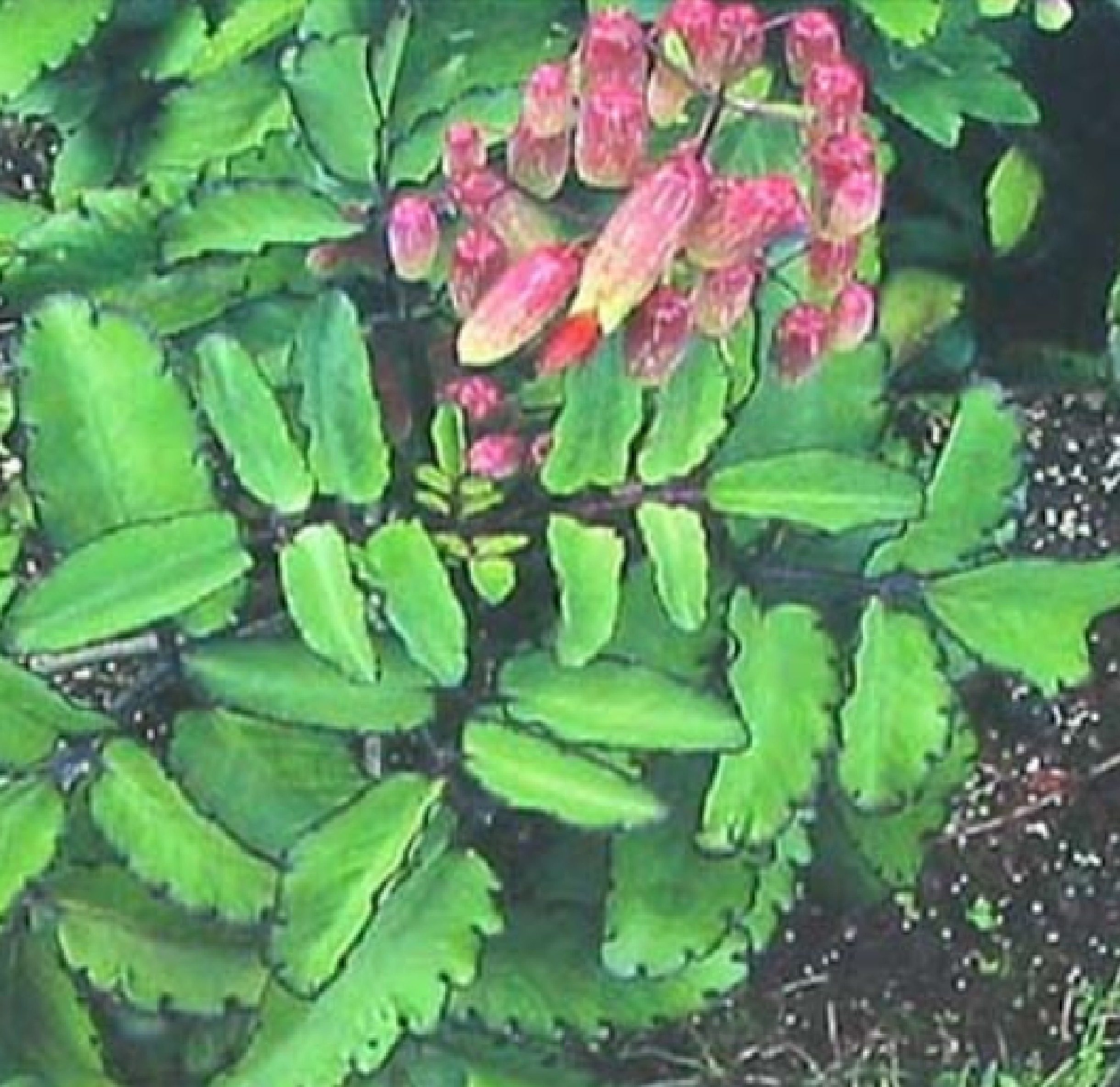 air leaf plant
