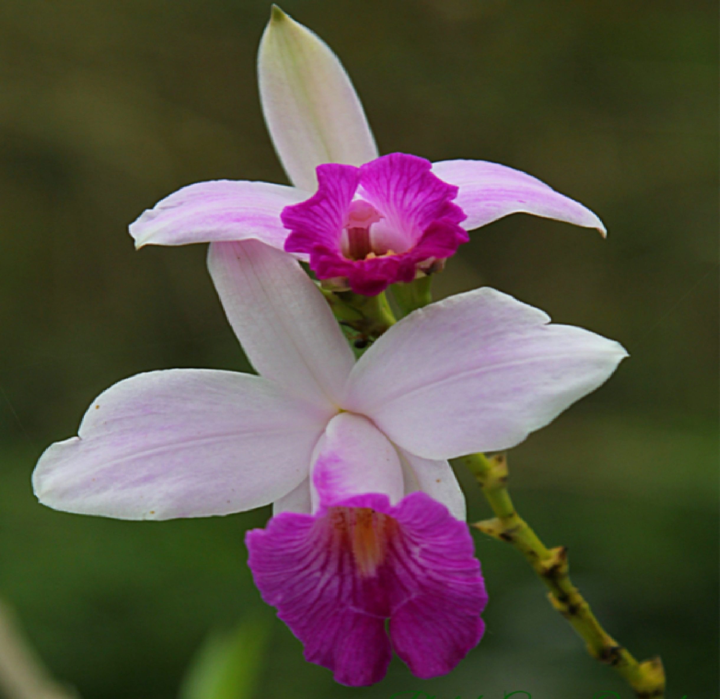 bamboo orchid new 1