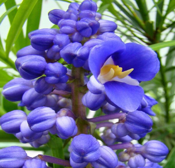 blue ginger plant