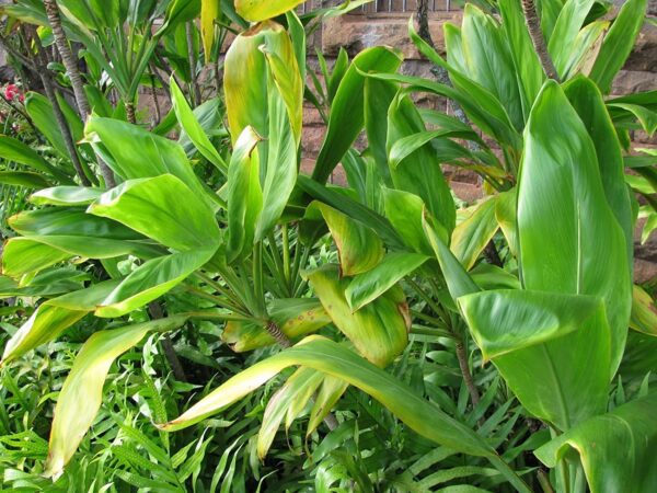 green ti leaf plant