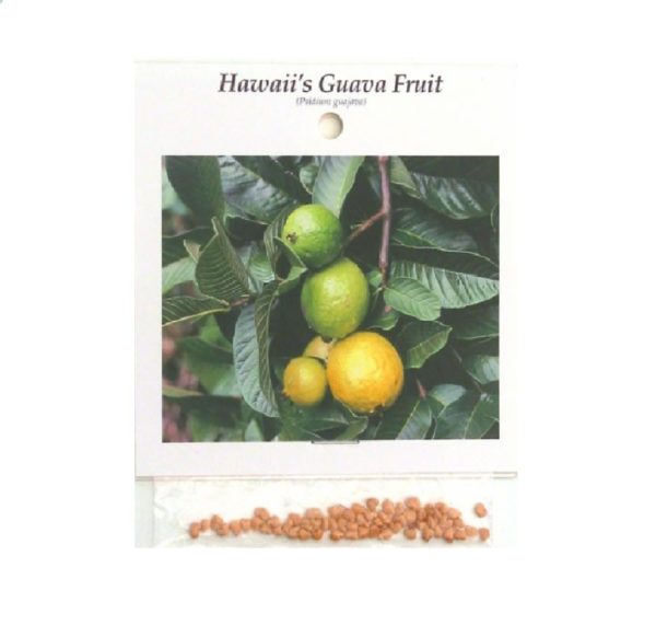 guava fruit tree new 5