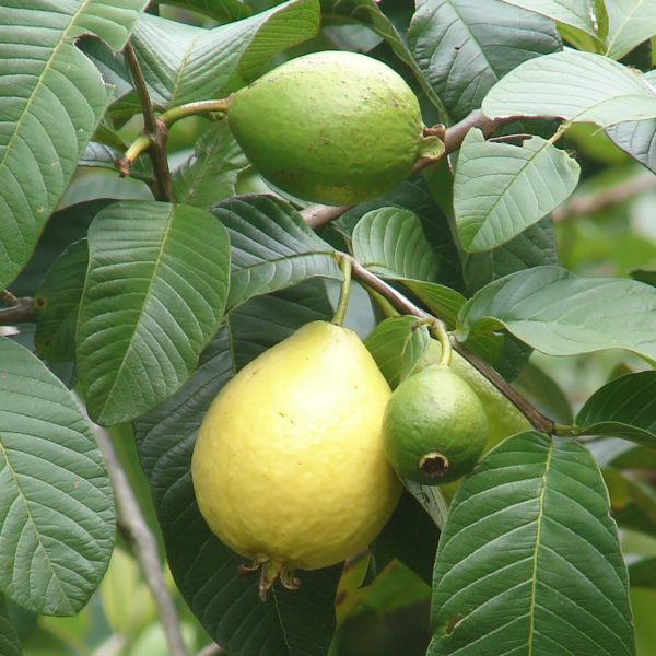 guava tree 2