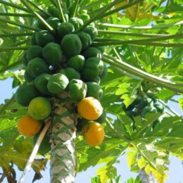 papaya fruit tree