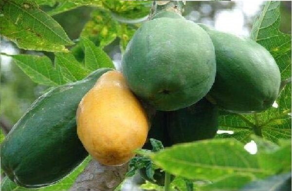 papaya fruit7