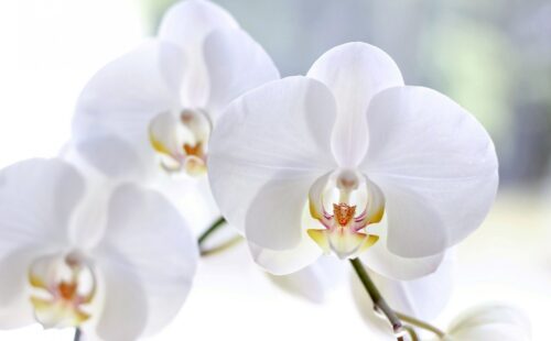 phalaenopsis