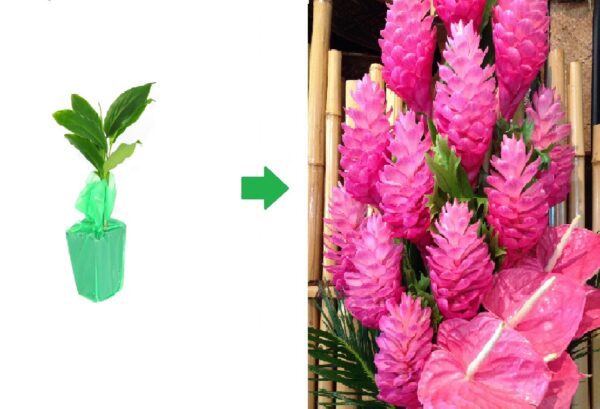 pink ginger plant this to this
