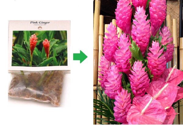 pink ginger this to this