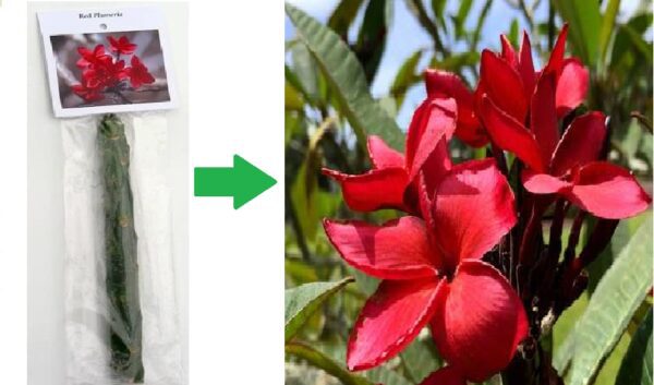 red plumeria this to this
