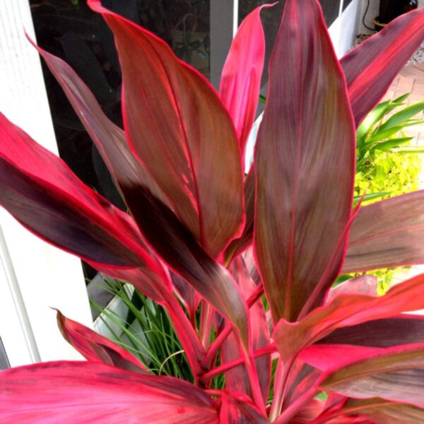 red ti leaf plant 7