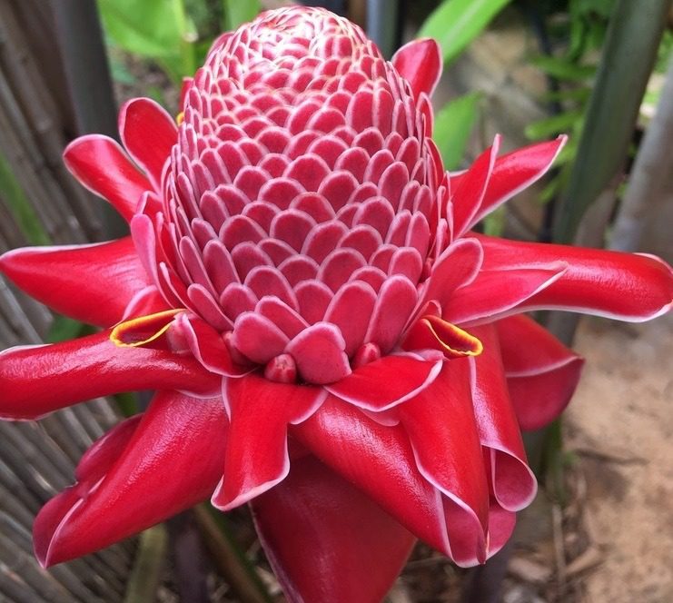 torch ginger 1