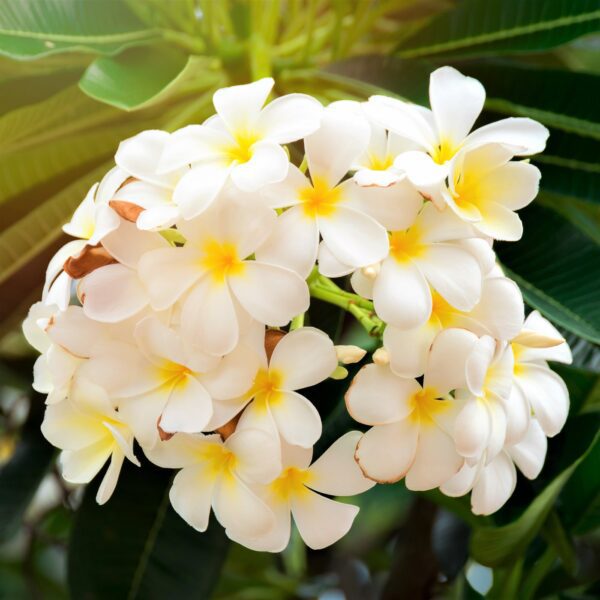 white plumeria flower lrg6