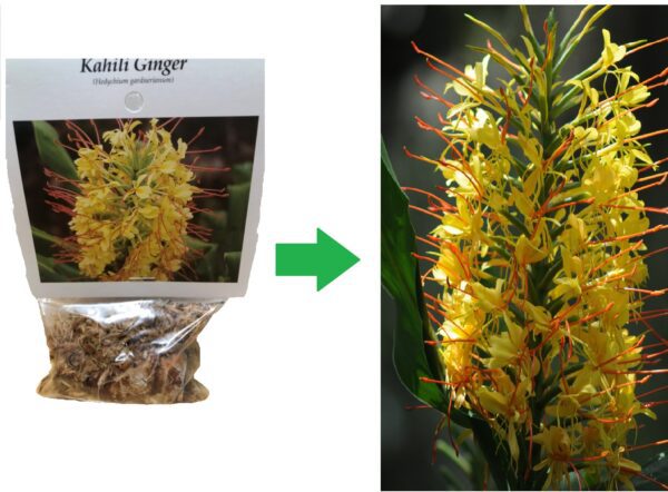 yellow ginger this to this