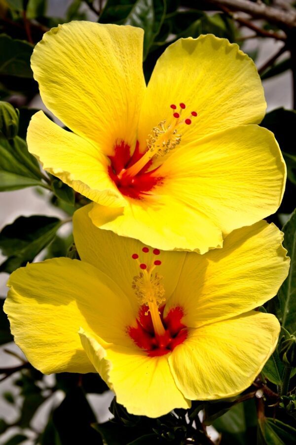 yellow hibiscus flower 11