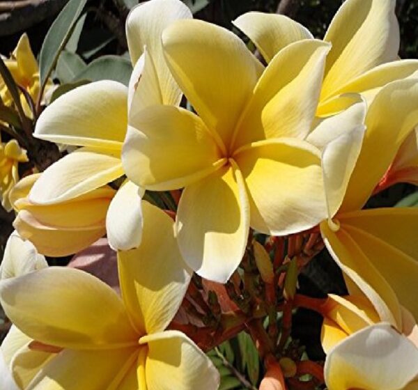 yellow plumeria plant22